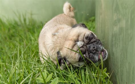 Por Que os Cães Comem Grama Isso É Alguma Doença Mundo Ecologia