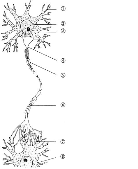 Schaubild Gk Bio Bau Und Funktion Der Nervenzelle Neuron Quizlet