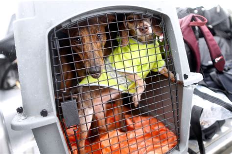 Photos Pet Rescues In Harveys Wake The Atlantic