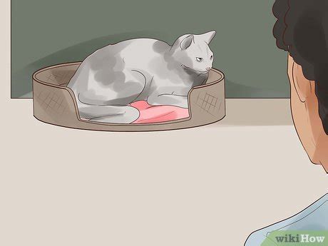 How to Know if Your Cat Is Dying: 15 Steps (with Pictures)