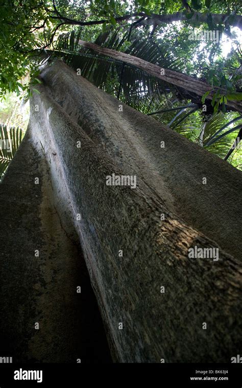 Rain Forest Jungle Tioman Island Flora And Fauna Stock Photo Alamy