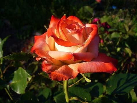 Июль красуется цветами.: home_and_garden — LiveJournal