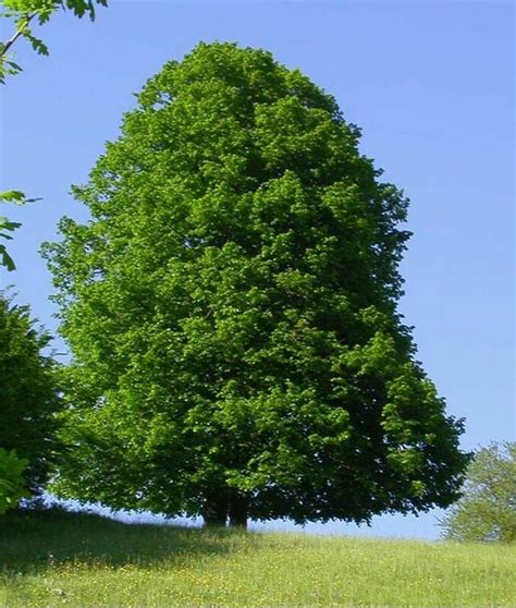 Tilia cordata - Northern Irelands Specialist Tree Nursery