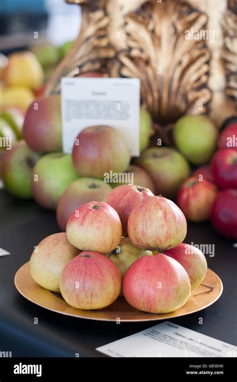 A Display Of Prize Winning Apples Stock Photo Alamy