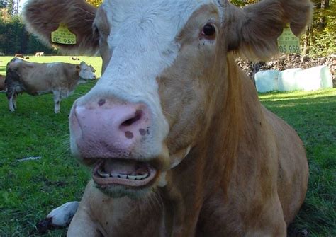 Cow Showing Teeth - All About Cow Photos