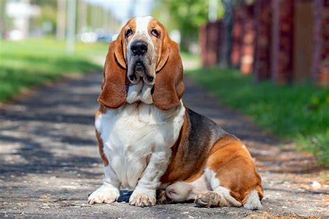 Basset Hound Dog Breed Information And Characteristics