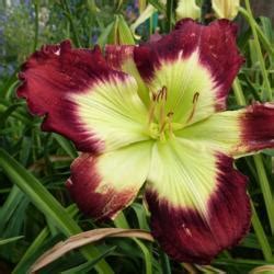 Daylily Hemerocallis Daniel Howard Norris In The Daylilies Database