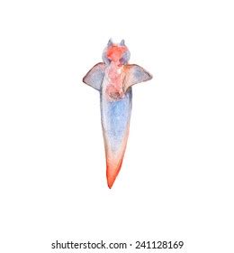 Naked Sea Butterfly Sea Angel Common Stock Illustration 241128169 Shutterstock