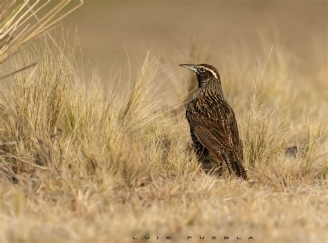 Fotografía El los pajonales de Luis Puebla en FotoNat org