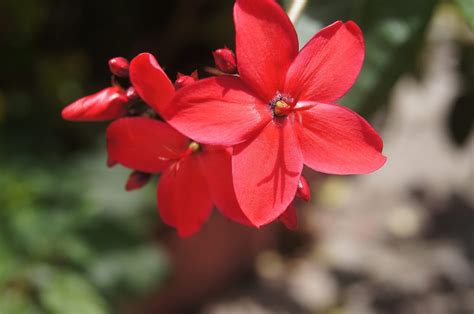 Imagen Gratis Jardín De La Flor Hoja Naturaleza Geranio Rojo