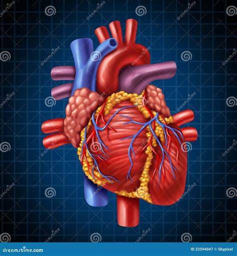 human heart anatomy royalty  stock photography image