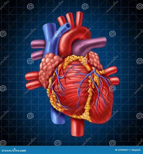 Human Heart Anatomy Stock Illustration Illustration Of Anatomy 22594047