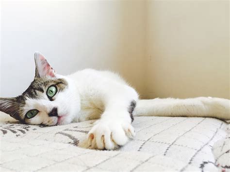 alternatives to declawing cats