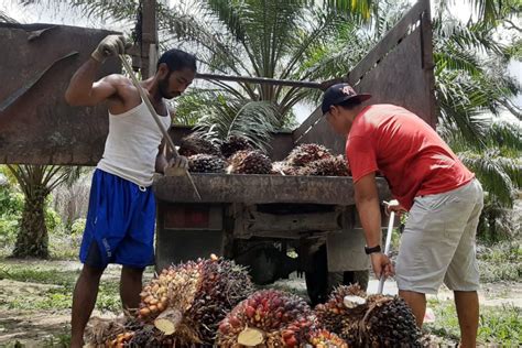 Ini Daftar Harga Tbs Kelapa Sawit Riau Pekan Ini