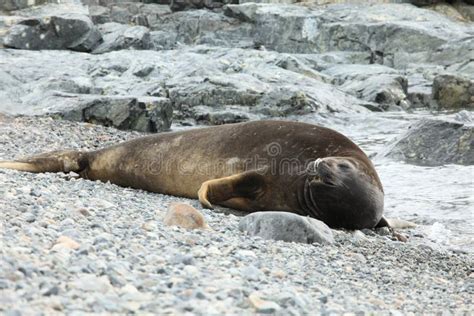 The Seals of Antarctica stock image. Image of seals - 139909851