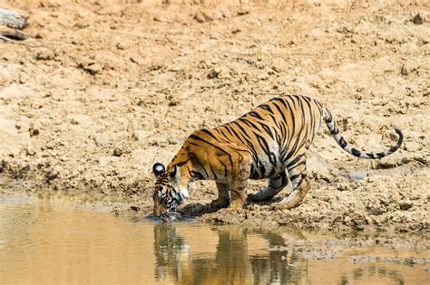 Bengal Tiger Panthera Tigris Tigris License Image 13835936