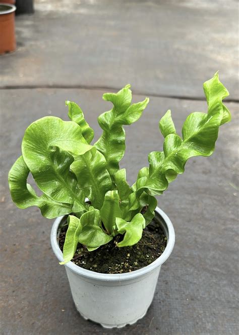 Helecho Asplenium Crispy Wave Vivero Sol Y Luna