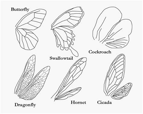 Types Of Insect Wings