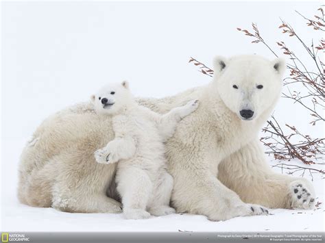 animals, National Geographic, Polar bears, Snow Wallpapers HD / Desktop ...