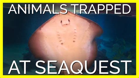 Petition · Shut Down SeaQuest Aquarium: Stop the Torture of Innocent ...