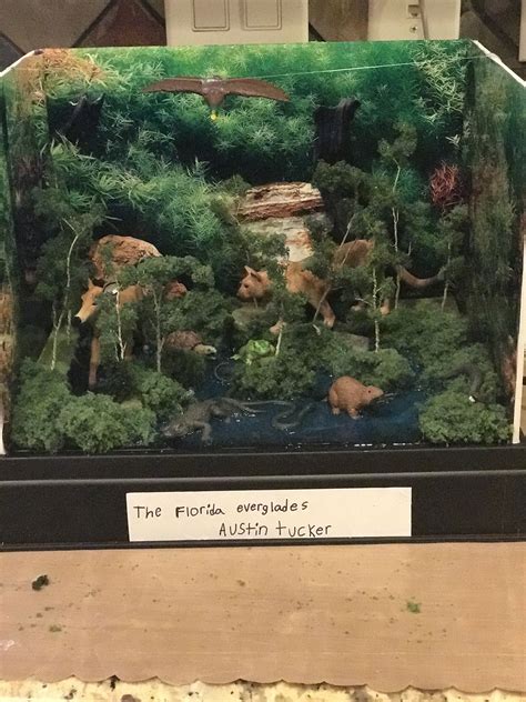 Swamp diorama | Ecosystems projects, Habitats projects, Biomes project