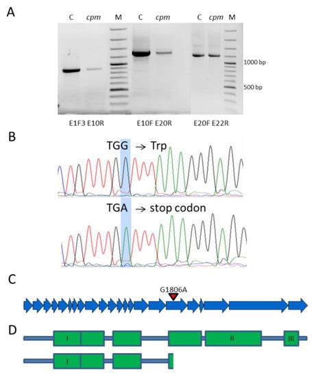 The Barley Chloroplast Mutator Cpm Mutant All Roads Lead To The Msh1