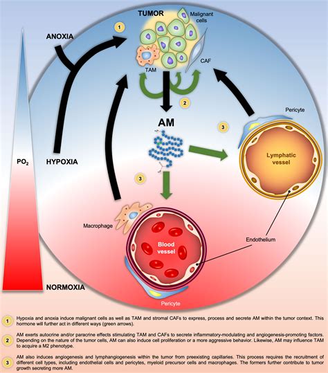 Frontiers Targeting Adrenomedullin In Oncology A Feasible Strategy