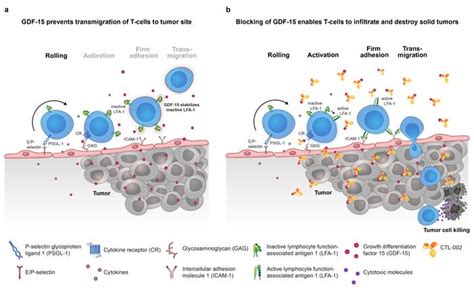 Action Of Gdf Image Eurekalert Science News Releases