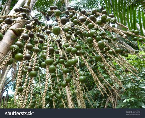 The Açaí Palm (Euterpe Oleracea) Is A Species Of Palm Tree In The Genus Euterpe Cultivated For ...