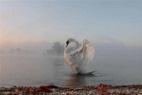 Wallpaper Birds Animals Sea Lake Nature Reflection Mist Swan