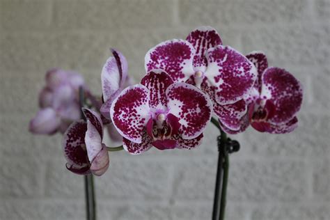 Phalaenopsis Orchid - The Houseplant Guru