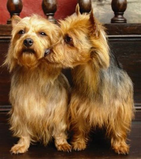 Australian Terrier vs Yorkshire Terrier - Breed Comparison