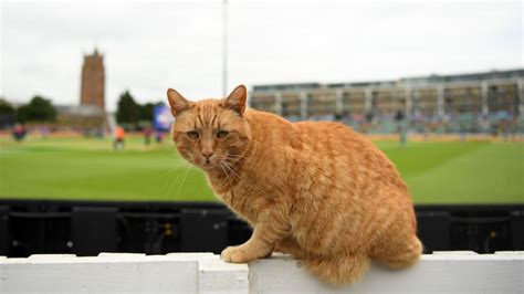 The Buzz Cat Guards Knight Riders Dressing Room Espncricinfo