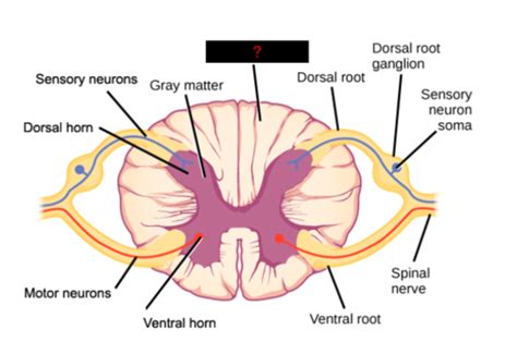 Lab Inside Spinal Cord Practical Flashcards Quizlet