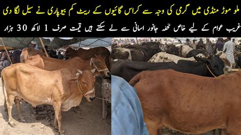 Cross Cow Fresh Rates Update Malumor Mandi Jhang Cow Janwer Mandi