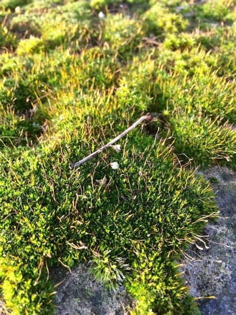 Bristly Haircap Moss Stock Image Image Of Nature Plant 11654861