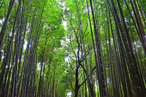 Las Bambusowy Arashiyama W Japonii Kioto Obraz Stock Obraz złożonej z