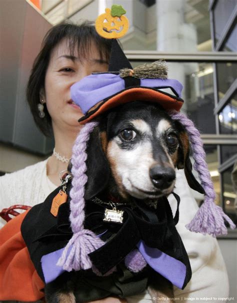 60 best Dachshunds in Costumes images on Pinterest | Dachshund dog, Dachshunds and Doggies