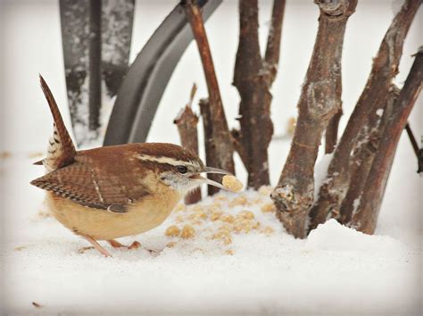 Carolina Wren Audubon Field Guide