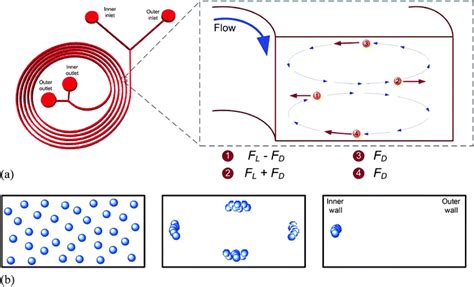 Dean Flow Modelling In Microchannels