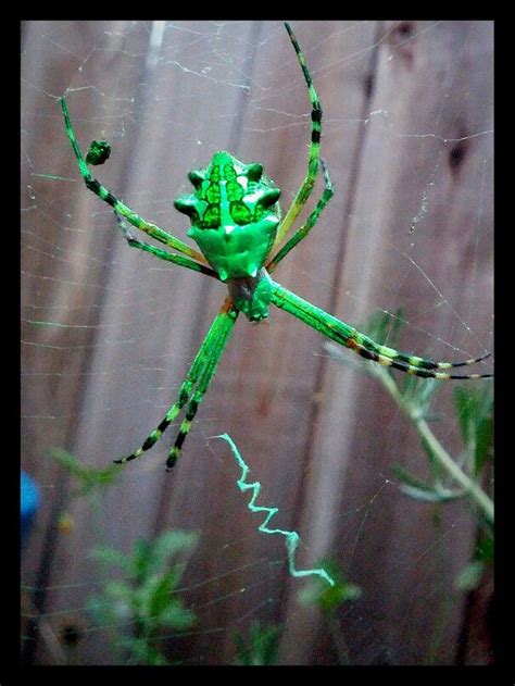 Green Garden Spider | Spider, Garden spider, Spider web