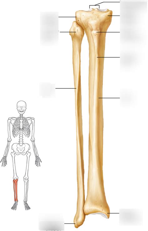 Tibia And Fibula Diagram Quizlet