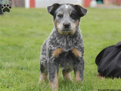 Blue Heeler Puppies For Sale Greenfield Puppies Blue Heeler Puppies
