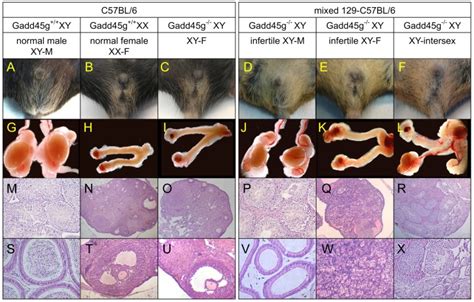 Gadd45g Is Essential For Primary Sex Determination Male Fertility And