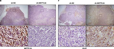 Frontiers Corrigendum The M A Methyltransferase Mettl Inhibits The