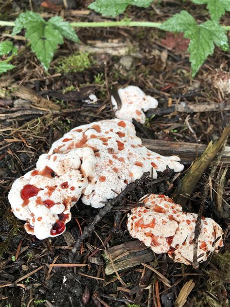 88 best Bleeding Tooth Fungus images on Pholder | Mycology, Nature Is ...