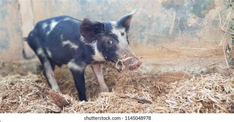 Malnourished Piglet 8 Ảnh Vector Và Hình Chụp Có Sẵn Shutterstock