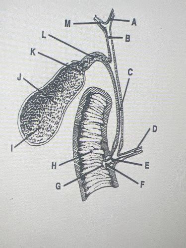 Biliary System Flashcards Quizlet