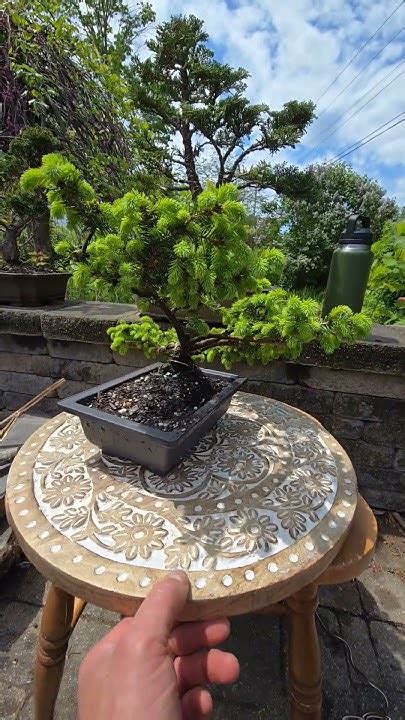 Birds Nest Spruce Bonsai Initial Pad Layout Bonsai Bonsaicare Youtube