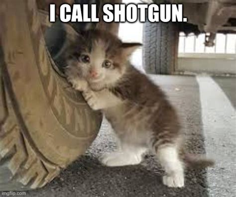 Shotgun Cat Imgflip